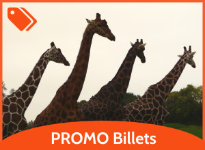 promo billet zoo