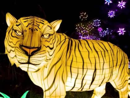 Animaux de Lumière 2023 Terres de Nataé