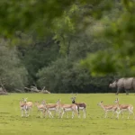 Parc animalier de Branféré en Bretagne