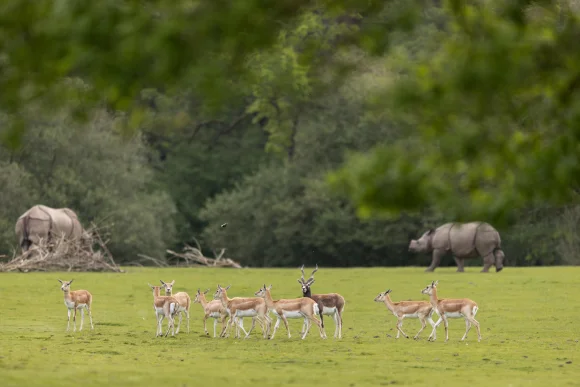 Parc animalier de Branféré en Bretagne Parc animalier de Branféré en Bretagne