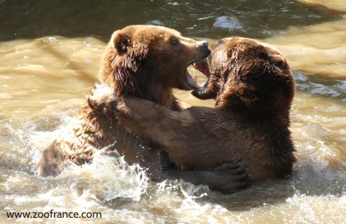 Zoo de la Flèche tarif promo billet horaires 2025