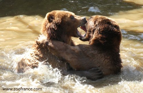 Zoo de la Flèche tarif promo billet horaires 2023