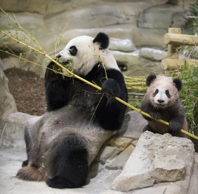 bébé panda beauval 2018