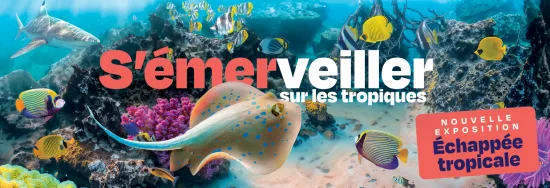 échappée tropicale Nausicaa nouveauté 2025