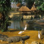 ferme aux crocodiles