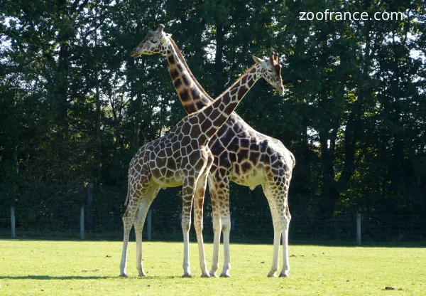 girafes zoo cerza normandie