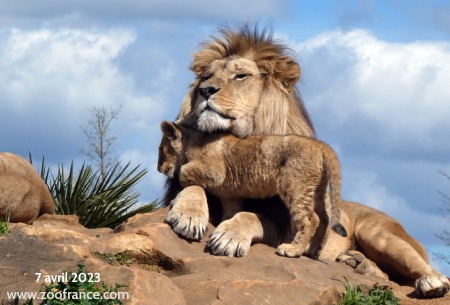 lion de l'atlas zoo Doué la Fontaine