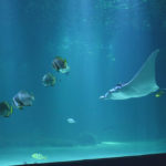 nausicaa plus grand aquarium europe