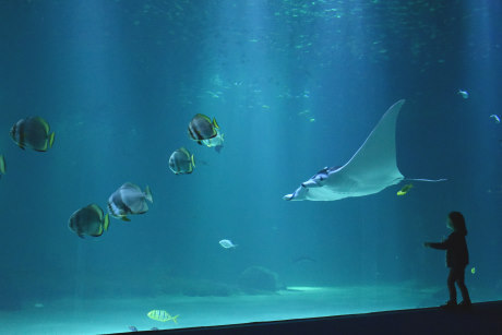nausicaa plus grand aquarium europe