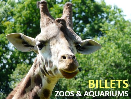 promo billet zoo moins cher