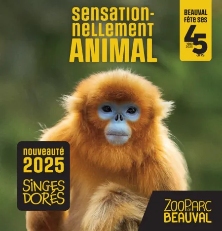 singes dorés zoo beauval nouveauté 2025