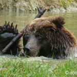 zoo cerza lisieux tarifs ouverture nouveautés animaux